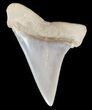 Mako Shark Tooth Fossil - Sharktooth Hill, CA #46789-1
